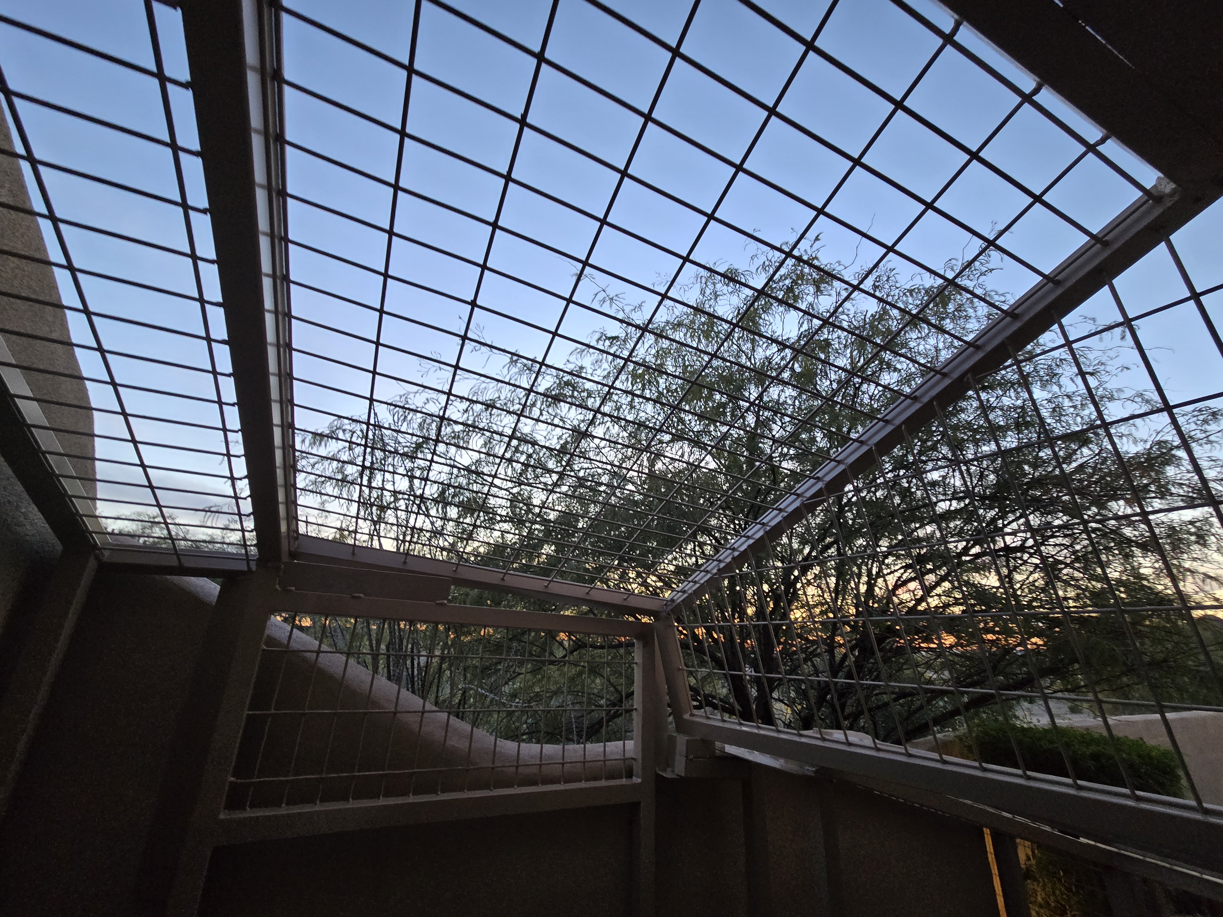 Looking straight up through the wire mesh roof at the mesquite tree