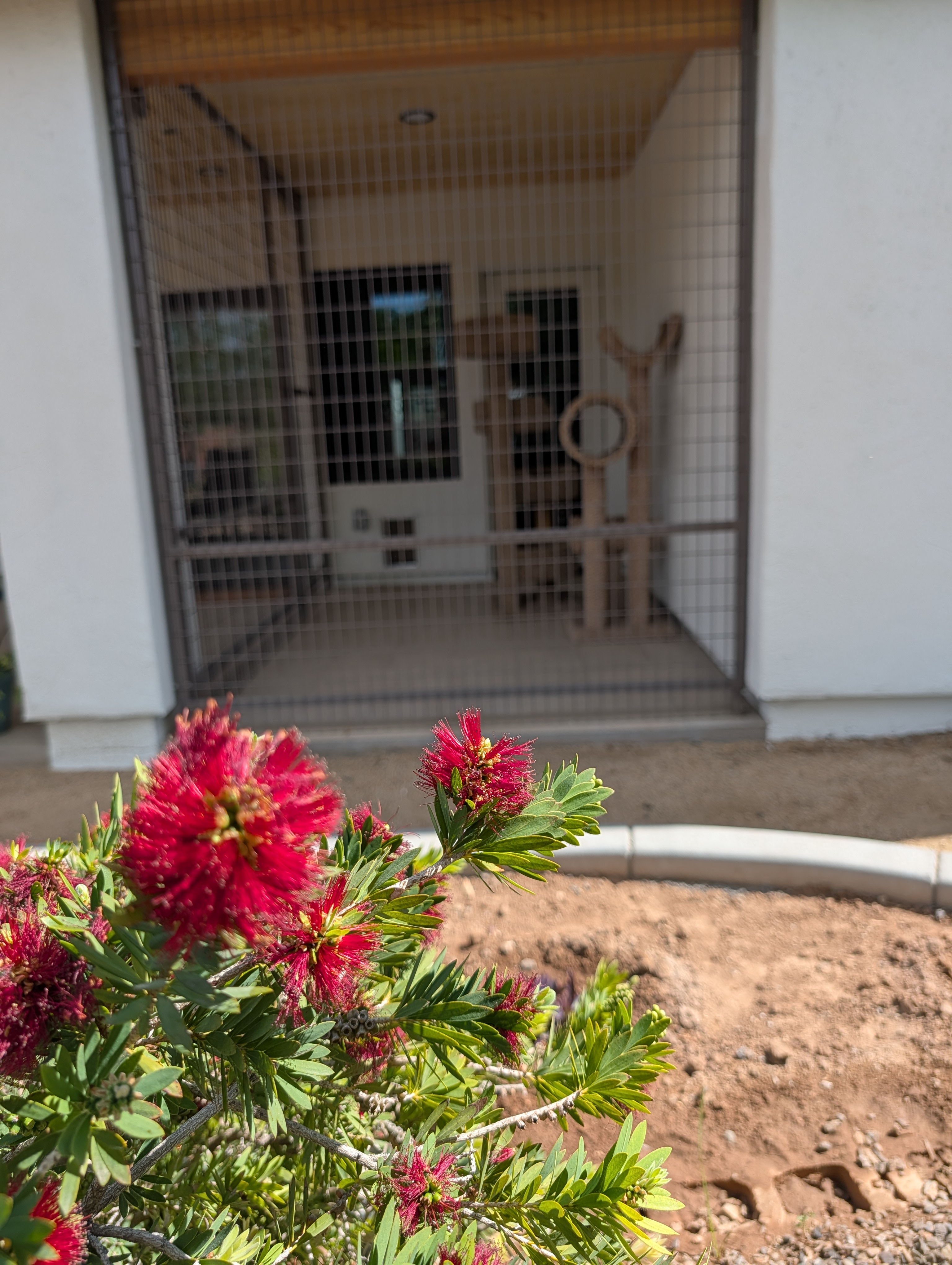 Cat relaxing in premium luxury catio Phoenix with wooden ceiling and green views